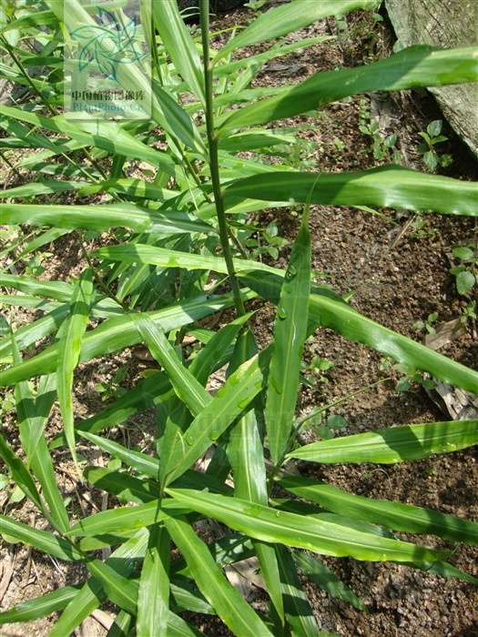 一天学一中药之干姜