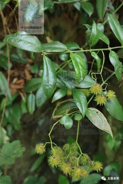 别名硬筋藤.分布于湖北,湖南,广东,广西,贵州,云南.