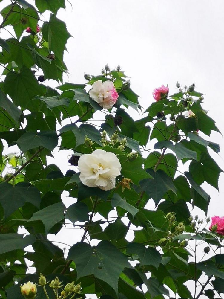 這個構思很不錯.細看,畫裡的木芙蓉開著白色的花.