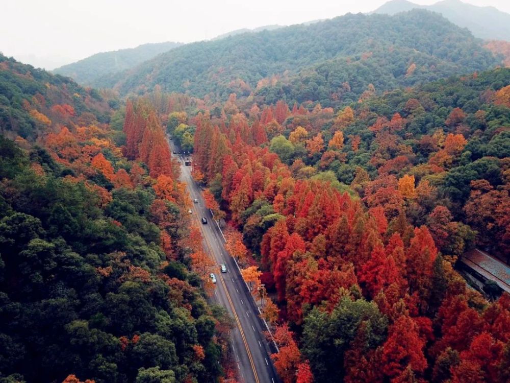 虎跑路(钱江管理处 供图▲虎跑路(莫烨犇 摄)季节的更迭,也让虎跑