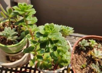 徒长的多肉蒂亚 一狠心叶片全撸了 冒新芽长成小老桩 多肉 小老桩