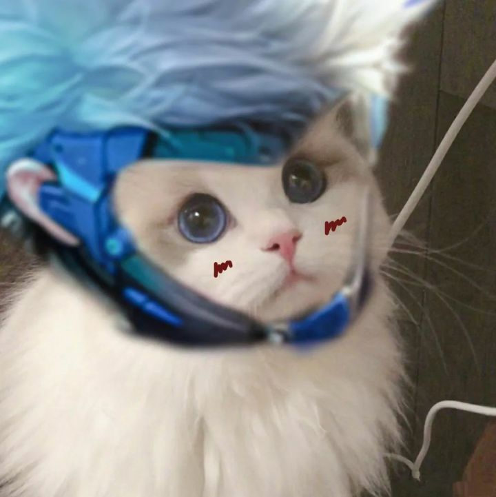 专属于王者玩家的猫咪开黑头像