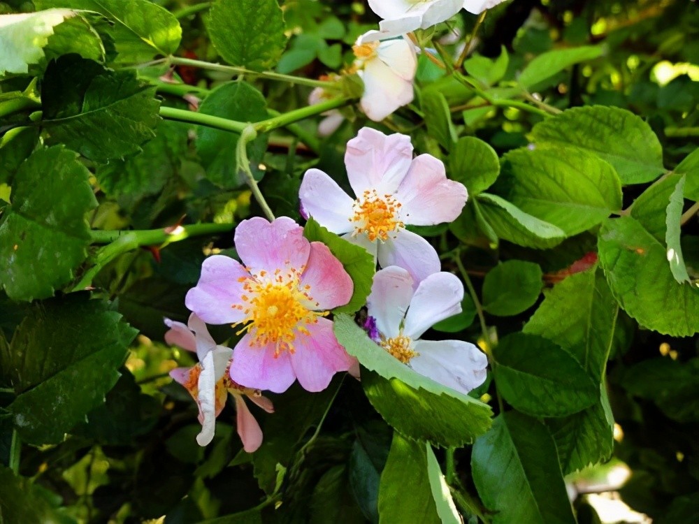 蔷薇花名字淡雅开花小巧 养在院子里 选这几种砰砰开花 腾讯新闻