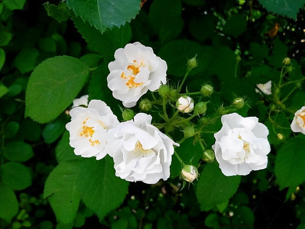 蔷薇花名字淡雅开花小巧 养在院子里 选这几种砰砰开花 腾讯新闻