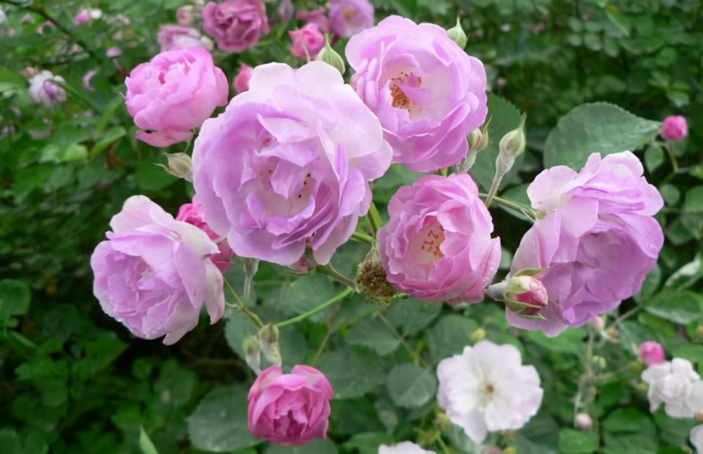 蔷薇花名字淡雅开花小巧,养在院子里,选这几种砰砰开花_腾讯新闻