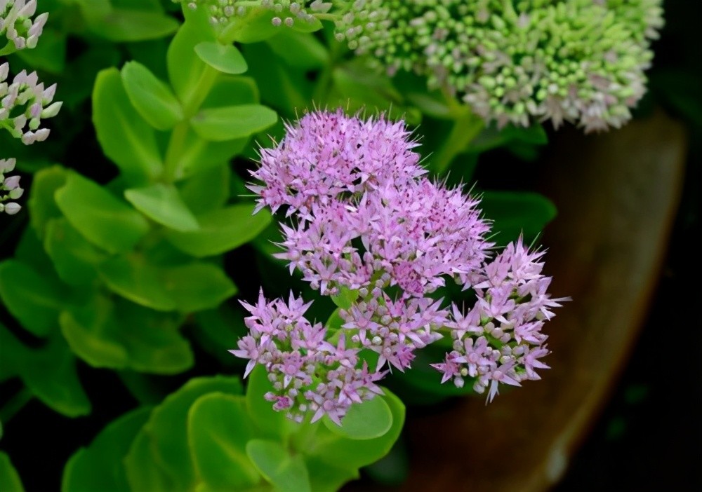 浅谈"6种"宿根花卉,好看好养,观赏性强绿化带很常见