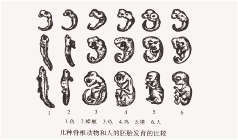 他在觀察了大量的動物早期胚胎髮育之後,提出了著名的生物復演說理論