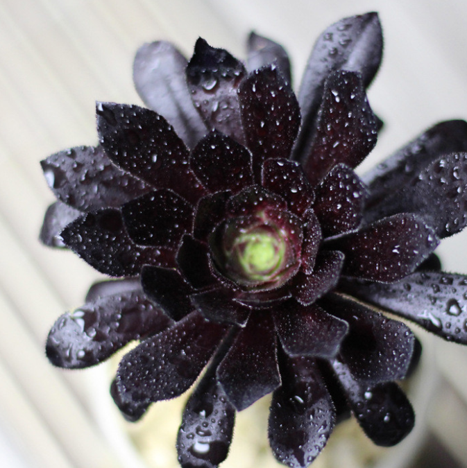 有一种多肉叫黑法师,注意这4点,养成老桩价值高