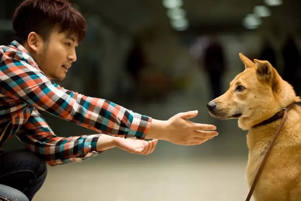 电影|《流浪33天》爱狗的我们值得一看的温情影片_腾讯新闻