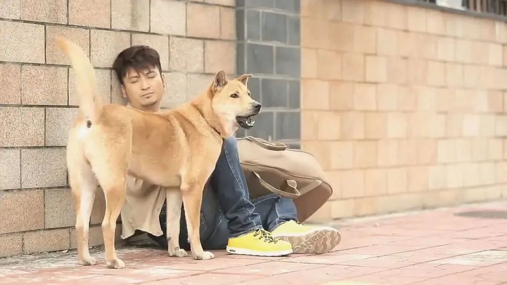 与此同时另一只流浪狗小浪也看到了包子,大黄将包子让给了小浪,不料