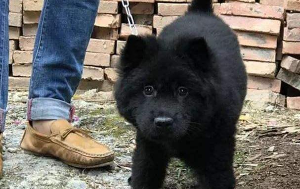 古代一直流传着黑狗可以镇宅辟邪的说法,一些道士作法,也会用到黑狗血