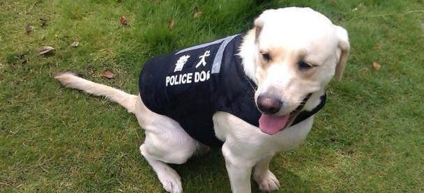 人类的守护者 常见的9种警犬 你知道多少 腾讯新闻