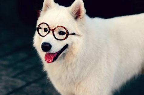 你选择的狗狗种类 正在透露出你的性格 腾讯网