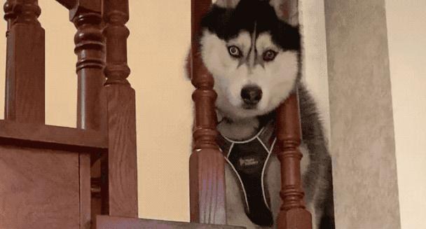 你选择的狗狗种类 正在透露出你的性格 腾讯网