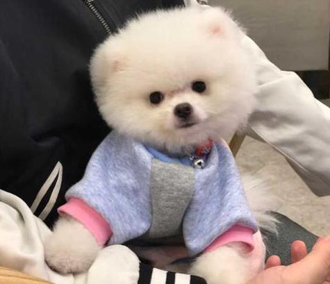 养博美前 请戒掉这7个坏习惯 不然狗狗寿命可能短3年 博美犬 狗狗 遛狗 狗粮