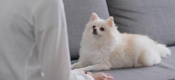 幸福 博美犬超级喜欢主人的7个表现 爱意满满 狗狗 幼犬 博美犬