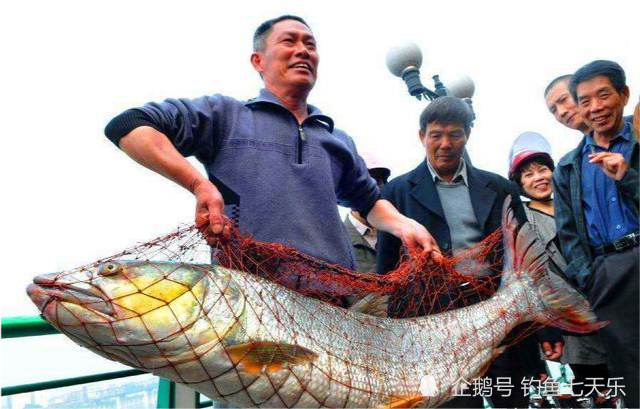 大型鱤鱼,和鳤鱼有着明显的区别再加上鳤鱼习惯在流水中产卵,这也增加