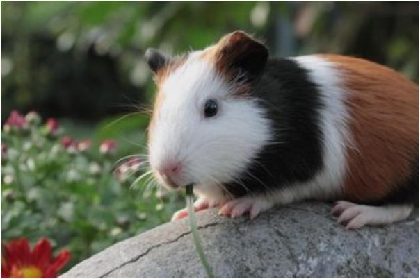 生肖鼠本月好运挡不住,得财神宠爱,可谓上等的吉吉吉,财运大旺