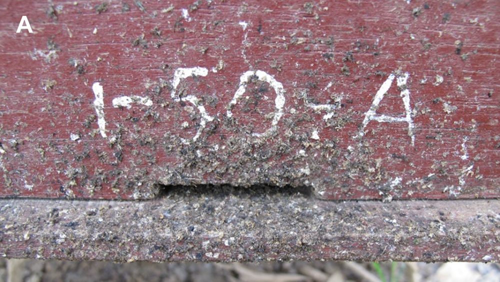 为了对付大黄蜂,蜜蜂找到一种终极武器,在家门口涂抹新鲜粪便