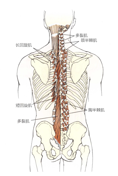 背部肌肉手法治疗 腾讯新闻