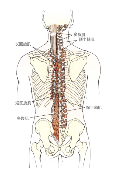 背部肌肉手法治疗 腾讯网