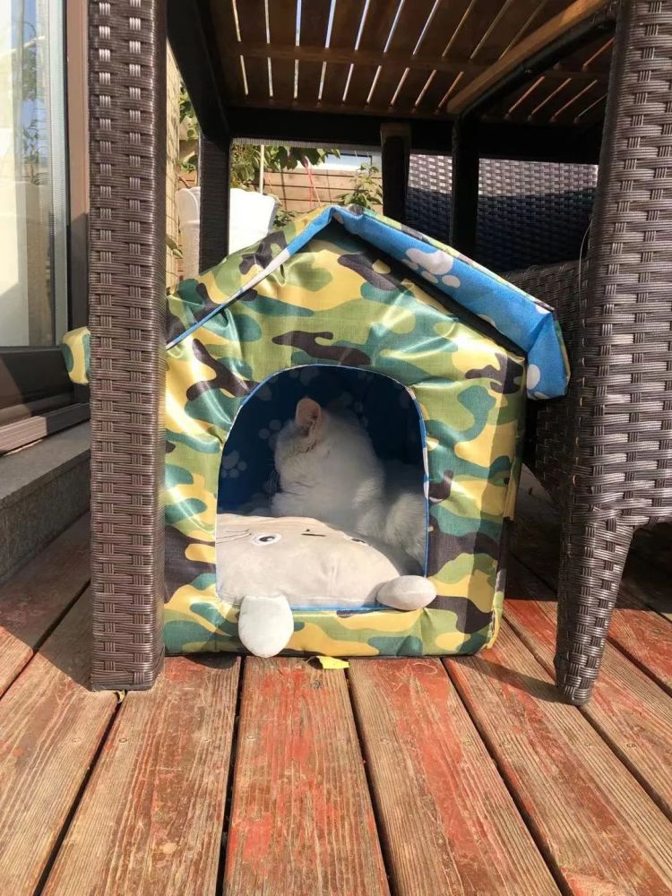 女孩给流浪猫做的猫窝原来小猫咪为了取暖有那么多方法