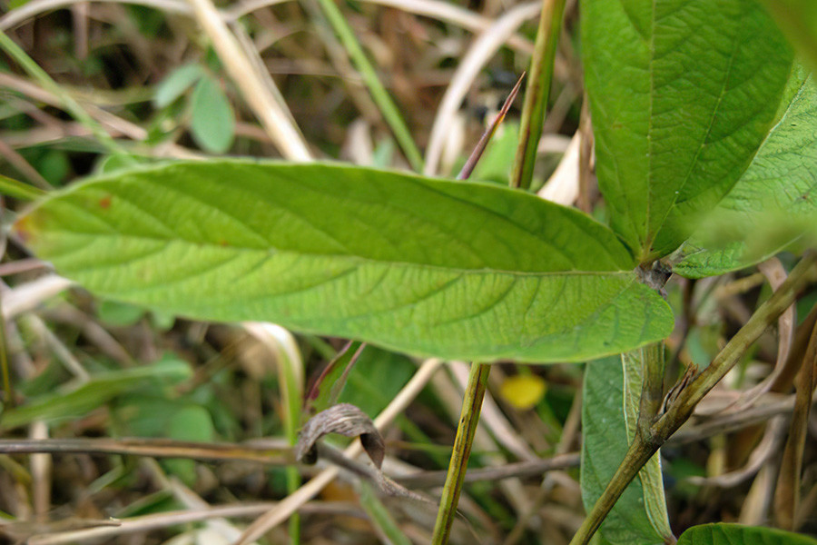 人称 一条根 农民腌咸菜用它防蝇 名字带 茶 却不能泡茶 腾讯新闻
