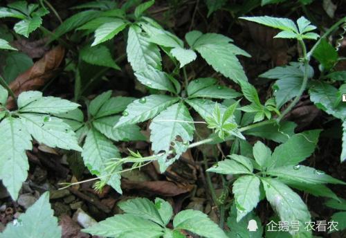 生长在路旁,曾是开荒的拦路虎,殊不知是"南方人参",名贵药材