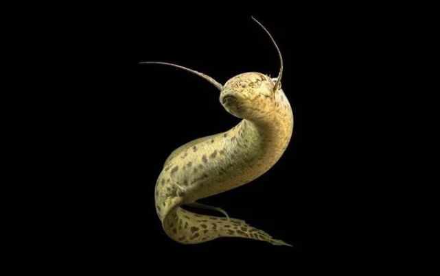 从干燥的土地里挖出鲜活大鱼,只有非洲人民才能这么干!