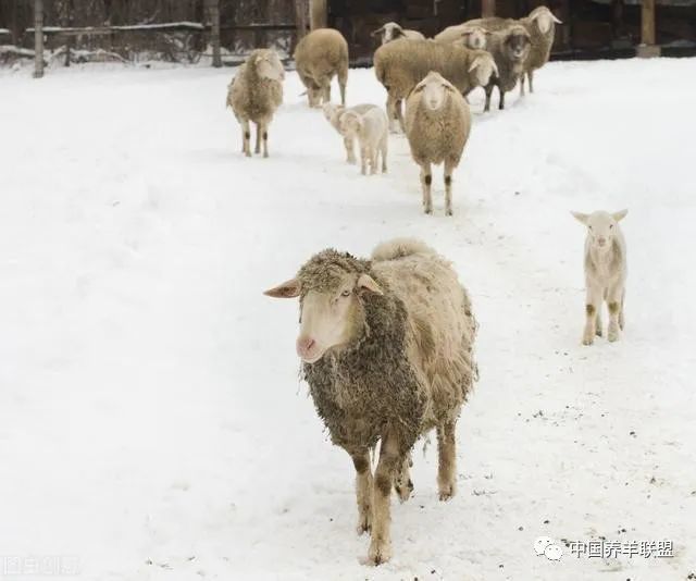 23省即将下雪养羊户们做足准备了吗 羊舍