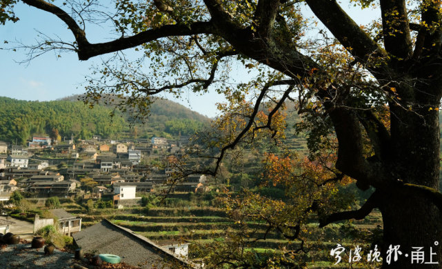 宁波700年古村的"前世今生|梅岭|金山村|古村|横溪镇