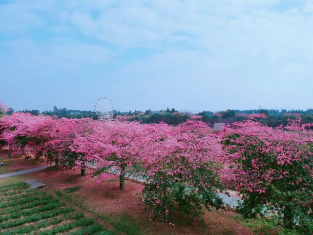 千燈湖公園裡水富壽公園佛山新城中山公園佛山文華公園順峰山公園快