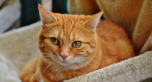 中国田园猫常见的有哪些你都认识吗