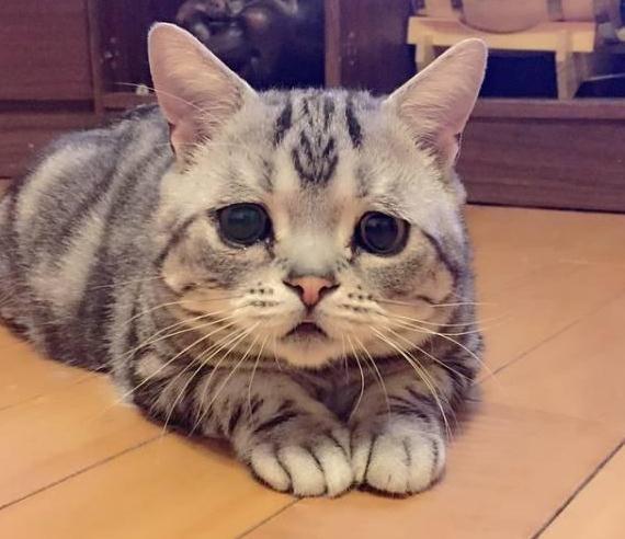 猫咪处于不安状态的7种表现,快来安抚它吧_腾讯新闻