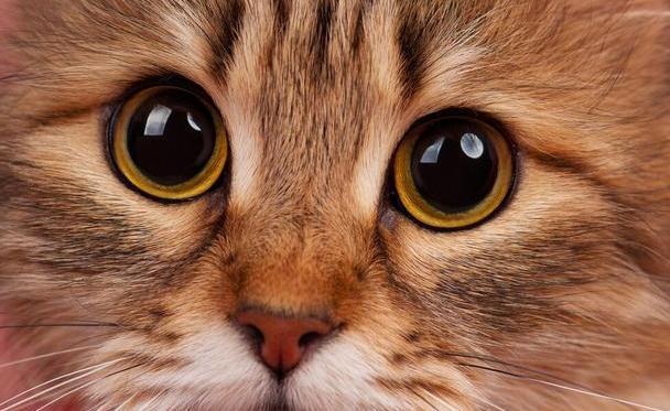 为你揭秘猫咪眼睛的八个秘密|琥珀