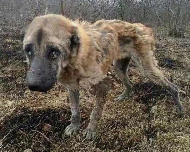 繁殖犬的悲哀一生 疯狂生育 直到子宫脱落体外 谁来拯救它们 狗狗