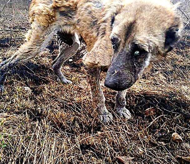 繁殖犬的悲哀一生 疯狂生育 直到子宫脱落体外 谁来拯救它们 狗狗