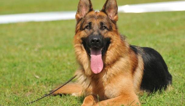 德国培育狗狗有一套健全的体系,所以培育出很多好的犬种,以下7种闻名