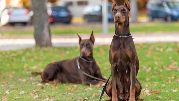 这七种闻名世界的德国狗狗 你知道哪一种 腾讯新闻