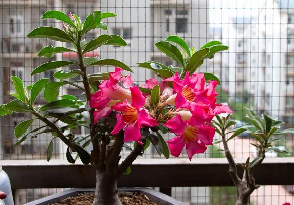 养花就养天宝花 别名沙漠玫瑰 花色艳丽 盆栽不娇气 腾讯网