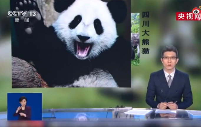 中国2种大熊猫已30万年没有来往 你见过吗？