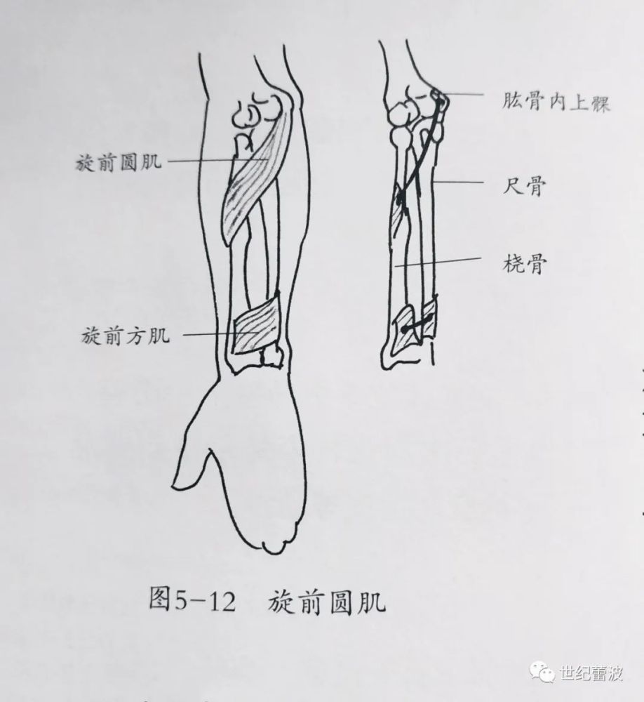 痉挛肌:旋前圆肌,上肢前臂前群浅层的肌肉.