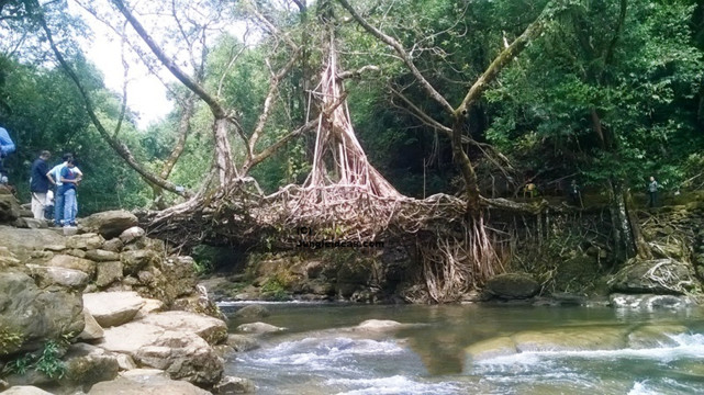 也就是因为这一特点,印度的榕树桥是非常吸引外地游客的.