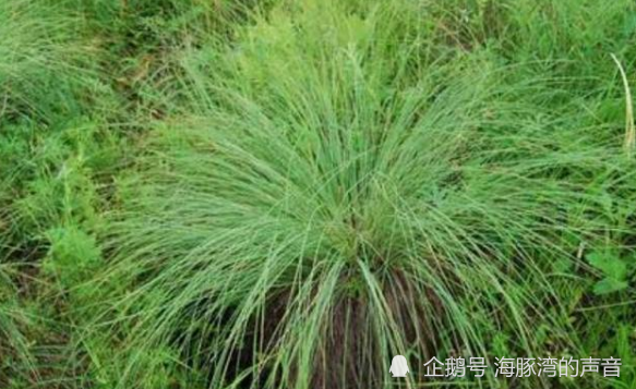 被誉为东北三宝的乌拉草如今却无人问津殊不知作用非常多