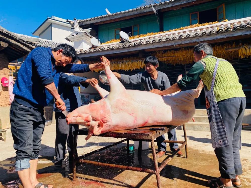 楚雄又到殺年豬,吃殺豬飯的季節了,你們傢什麼時候殺年豬?