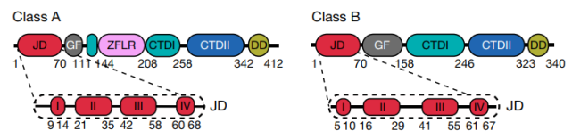 class a与class b家族的jdps结构域示意图
