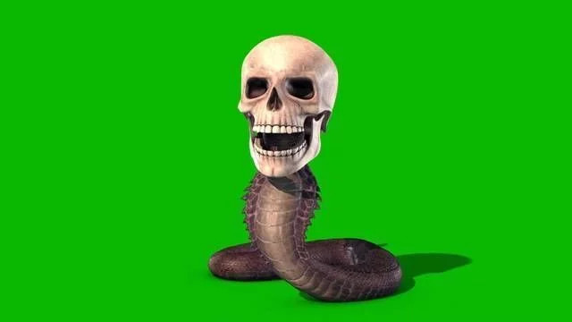 四种动物的骨架 不看名字猜不出 肉眼看不透它们的真面目 腾讯网