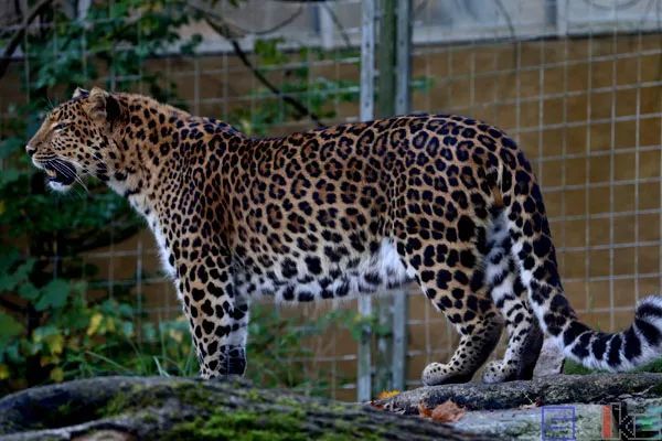 花豹花豹:盧旺達,索馬里,伊朗國獸,大型野生食肉動物