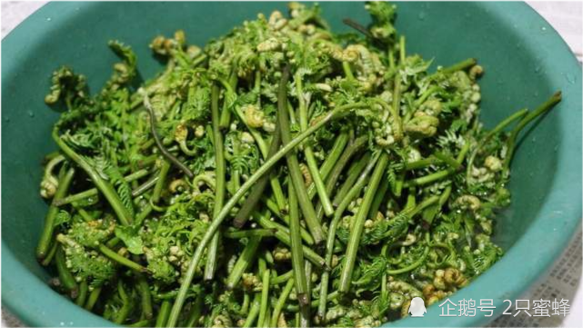 蕨菜是否真的会致癌 真相在这里 蕨菜
