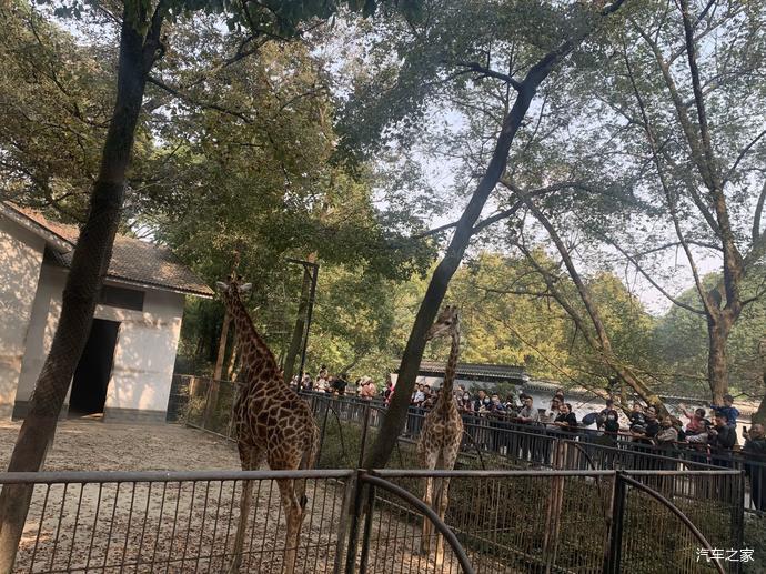 北京現代第七代伊蘭特#暢遊杭州動物園_騰訊新聞